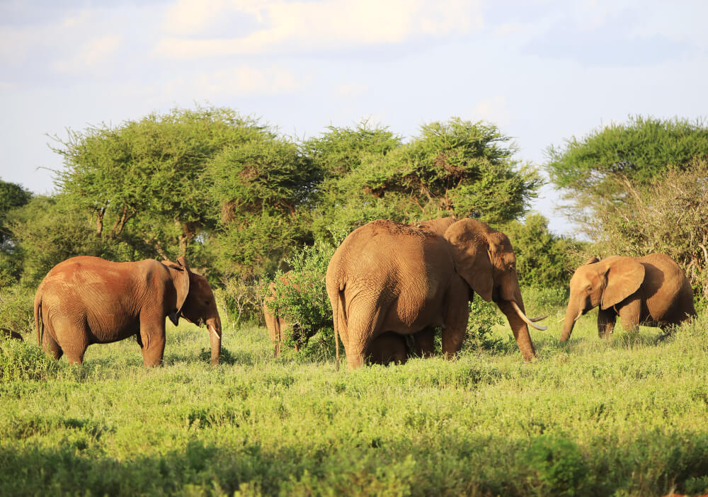 18 Days Uganda Rwanda Safari