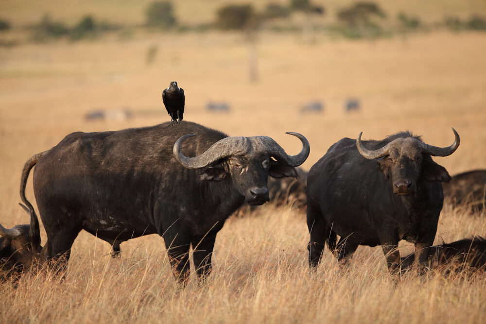 15 Days Rwanda Uganda Safari