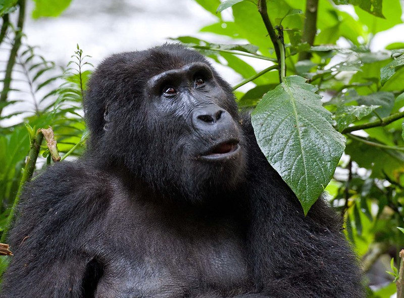 Uganda gorilla trekking and Rwanda Great Migration safari with wildlife and landscape